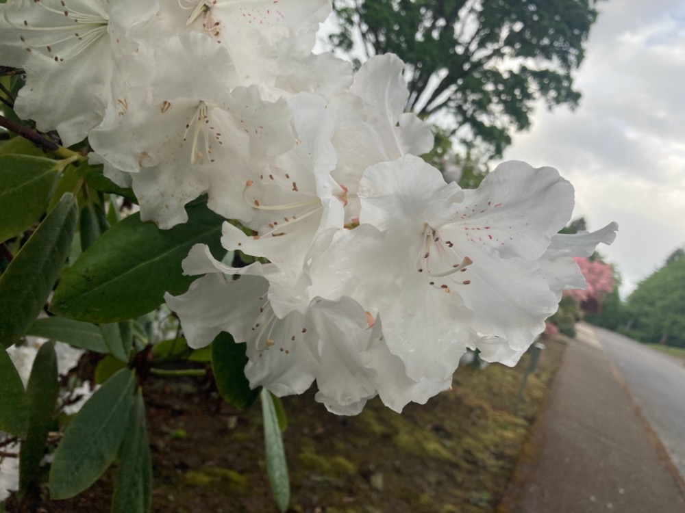 an unidentified white flower from a tree