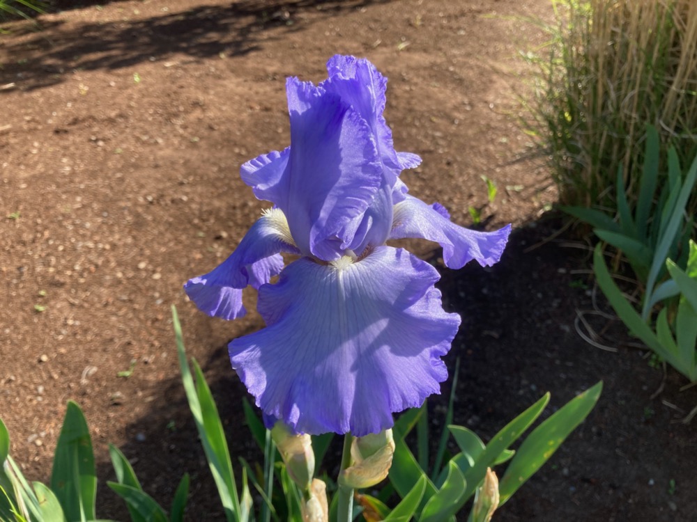 an iris