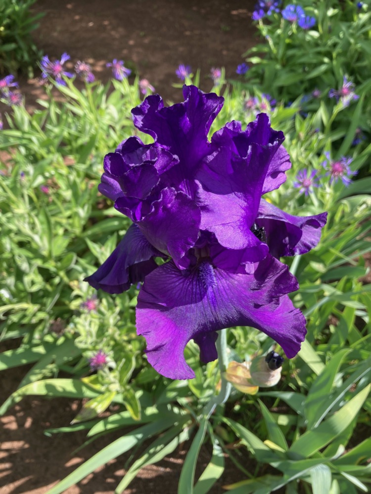 a different iris
