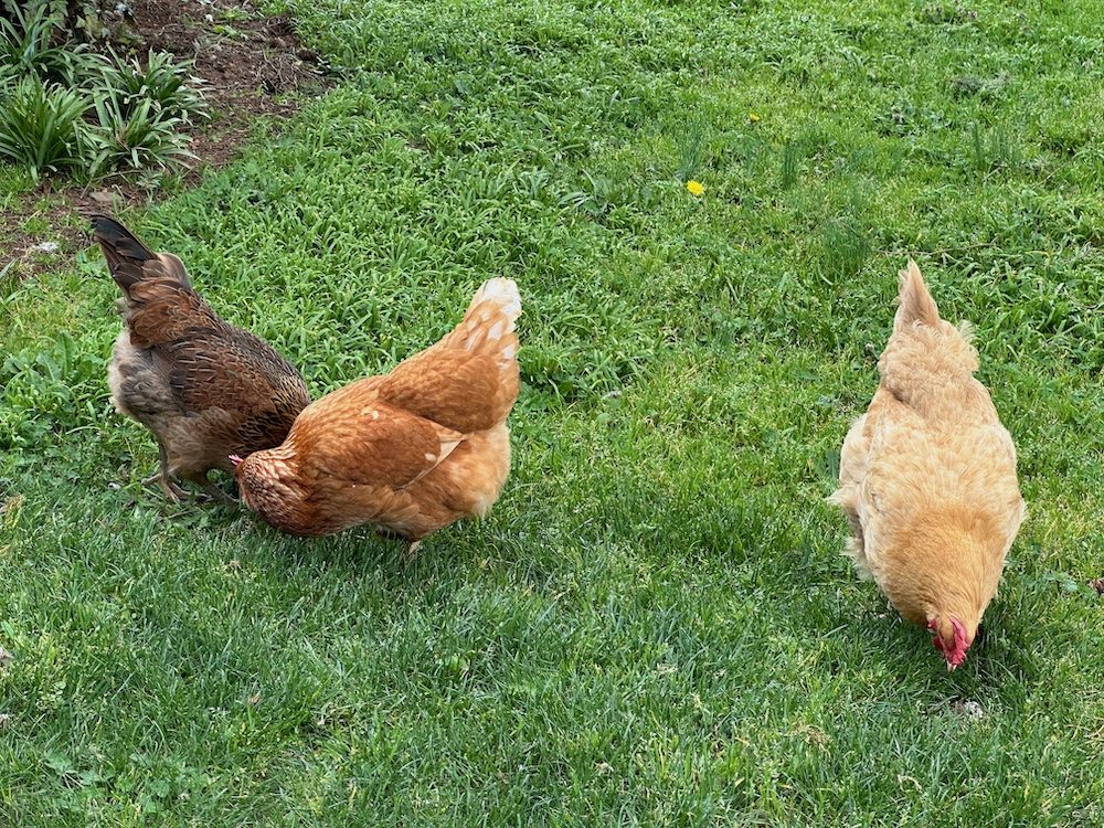 our flock of three chickens, scratching in the back yard